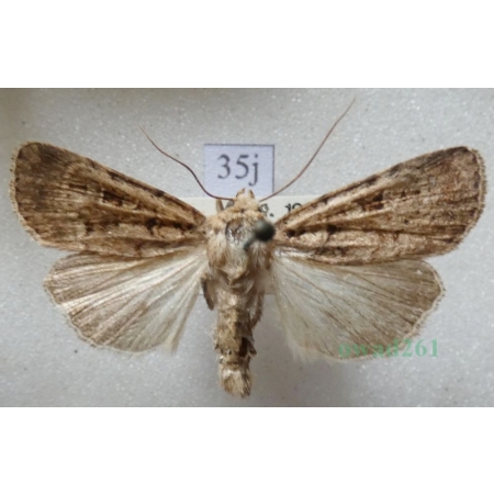 Chersotis multangula (Hübner, 1803) male Czech35j